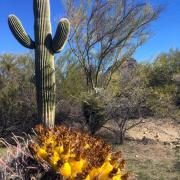 Oui les cactus fleurissent!