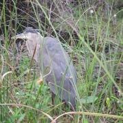 Shark Valley Everglades National Park