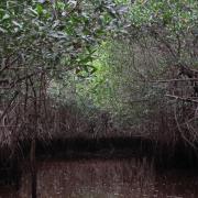 Everglades National Park