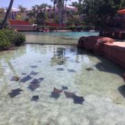 Atlantis: Bassin des raies/Stingray pool