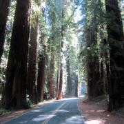 Avenue of the Giants