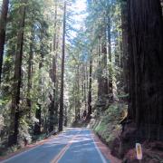 Avenue of the Giants