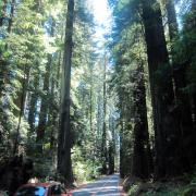 Avenue of the Giants