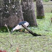 Champagnes's Cajun Swamp Tours, Lake Martin, Louisiana