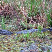 Champagnes's Cajun Swamp Tours, Lake Martin, Louisiana