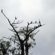 Champagnes's Cajun Swamp Tours, Lake Martin, Louisiana