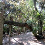 Myakka River State Park, Sarasota Florida