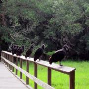 Myakka River State Park, Sarasota Florida