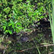 Shark Valley, Everglades National Park