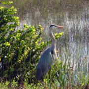 Shark Valley, Everglades National Park