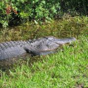 Shark Valley, Everglades National Park