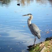 Santee Lakes Preserve