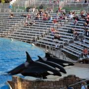 Sea World, San Diego:Fini les entraineurs dans la piscine avec les orques