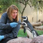 Sea World, San Diego: Ceux là sont en vie!!