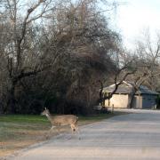 McKinney Falls State Park