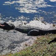 Brazos Bend State Park, Texas