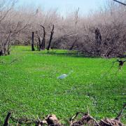 Brazos Bend State Park, Texas