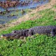 Brazos Bend State Park, Texas