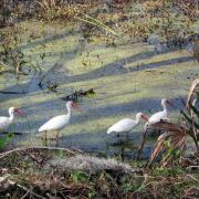 Brazos Bend State Park, Texas