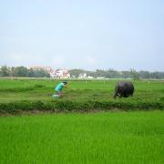 Rizière/Rice field