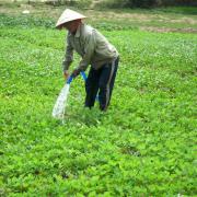 Vespa Tour: On travaille la rizière/Working the rice field