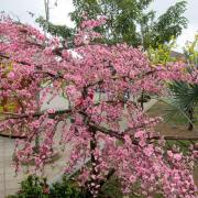 Vrai arbre fausses fleurs!/Real tree fake flowers