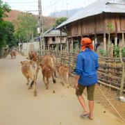 Mai Chau: Retour à la maison/Going Home