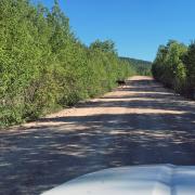 Attention aux grosses bêtes sauvages