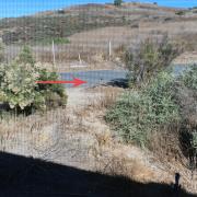 Sweetwater Regional Park: Roadrunner..Meep Meep! de notre site de camping