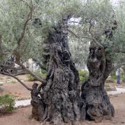 Olivier de 1 000 ans/Thousand year old olive tree