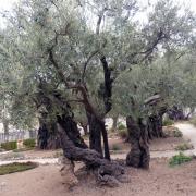 Jardin des oliviers/Garden of Gethsemane