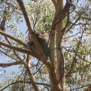 Notre premier koala!