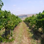 Yarra Valley: Helen & Joey's winery