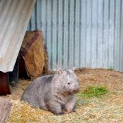 Twist of Willow: Wombat