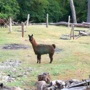 Twist of Willow: Lama