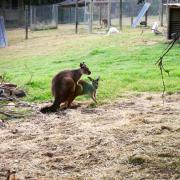 Twist of Willow: Des kangourous qui...kangourounent!