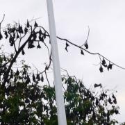 Cairns: Chauve-souris au Centre-Ville