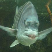 Sheepshead Florida Aquarium