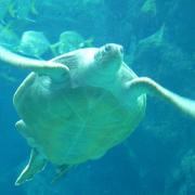 Florida Aquarium