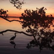 Fort de Soto site 206