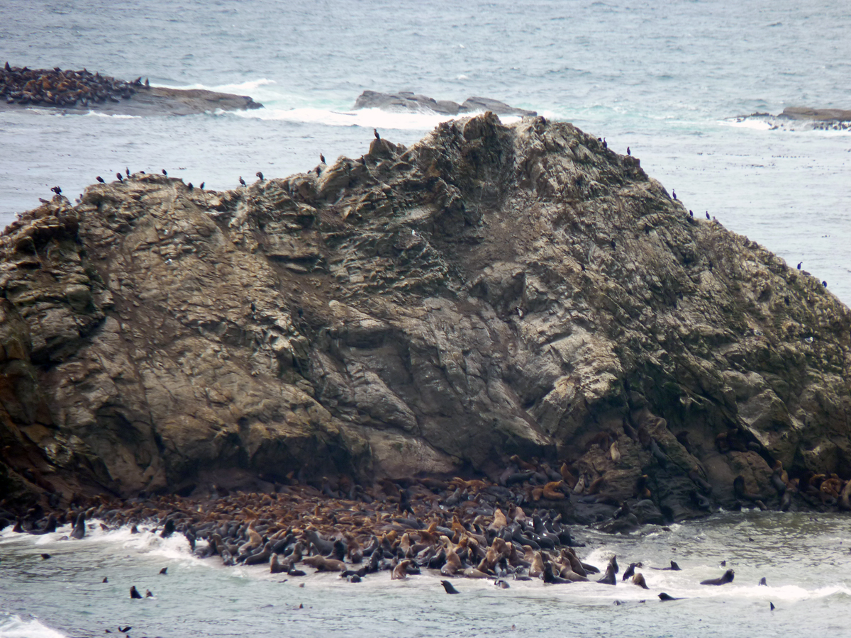 Cape Arago