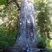 Redwood National Park