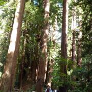 Muir Woods