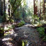 Muir Woods