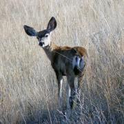 Davis Mountains State Park, Texas