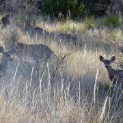 Davis Mountains State Park, Texas