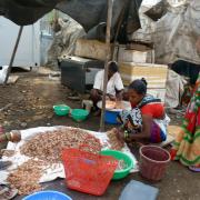 Préparation des crevettes pour la vente/Preparing shrimps for sale