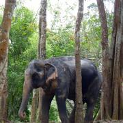 Elephant trekking