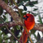 Topsail Hill Preserve