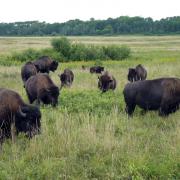 Bisons Riding Mountain national Park